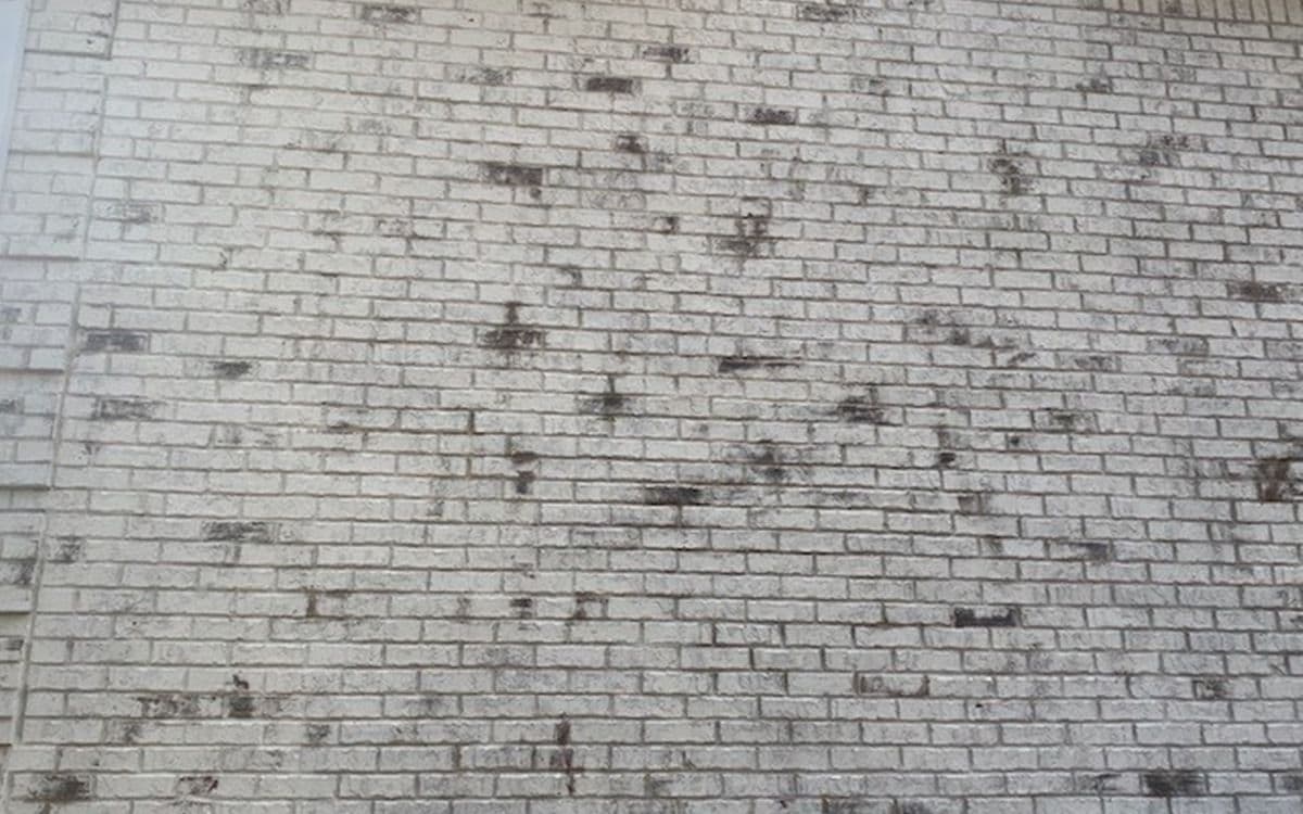 limewash-painting-process-2