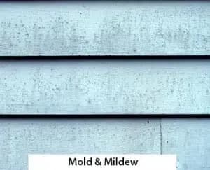 Mold-and-Mildew1-300x243.jpg.webp